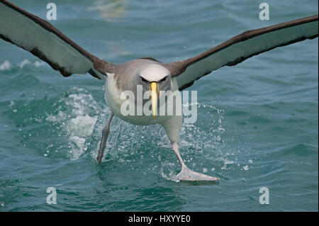 Timido albatross (Thalassarche cauta) che corre lungo la superficie, prendendo il largo in volo, Kaikoura, Oceano Meridionale, Nuova Zelanda. Novembre. Foto Stock
