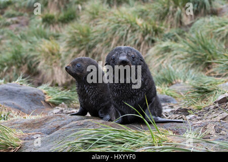 Antartico pelliccia sigillo (Arctocephalus gazella) cuccioli in Albatross, Isola Georgia del Sud. Gennaio. Foto Stock