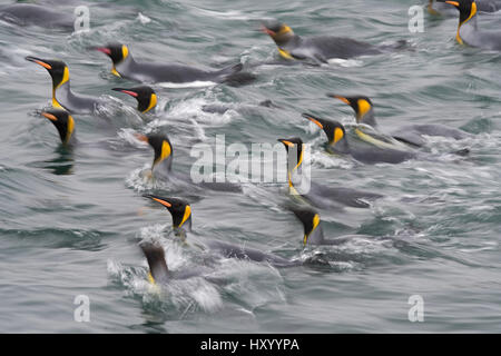 Re pinguini (Aptenodytes patagonicus) nuotare vicino a destra della Baia della Balena, Georgia del Sud. Gennaio 2015. Foto Stock