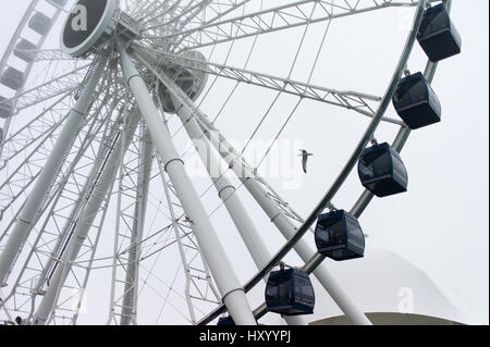 Un gabbiano vola con la nuova ruota Centennial ruota panoramica Ferris a Navy Pier in Chicago il lunedì, 27 Mar, 2017. Foto Stock