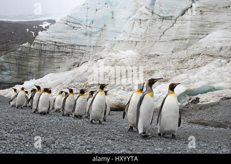 Re pinguini (Aptenodytes patagonicus) al di sotto del ghiacciaio Schrader, Georgia del Sud. Gennaio 2015. Foto Stock