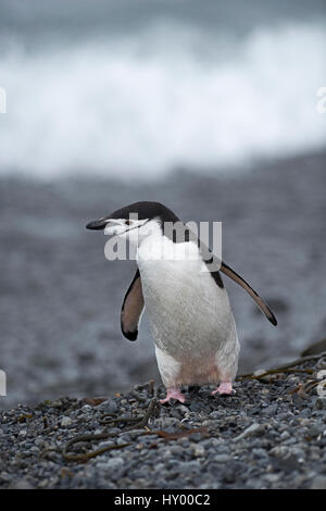 Pinguini Chinstrap (Pygoscelis antarcticus) permanente sulla spiaggia. Holmestrand, Georgia del Sud. Gennaio. Foto Stock