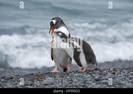 Pinguino Gentoo (Pygoscelis papua) adulto con elemosinare pulcino, Holmestrand, Georgia del Sud, gennaio. Foto Stock