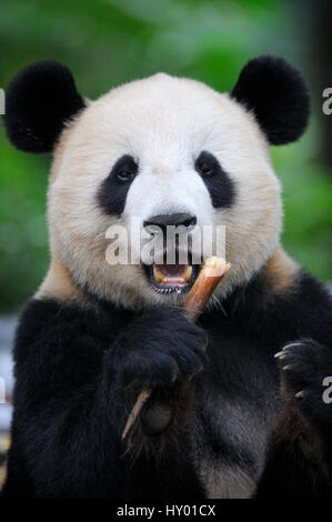 Ritratto di testa del panda gigante (Ailuropoda melanoleuca) alimentazione in bambù. Bifengxia Panda Gigante allevamento e centro di conservazione, Yaan, Sichuan, in Cina. Foto Stock