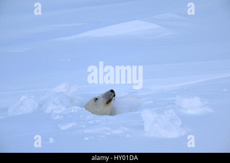 Orso polare (Ursus maritimus) femmina che spuntavano di den entrata. Wapusk National Park, Churchill, Manitoba, Canada. Marzo. Foto Stock