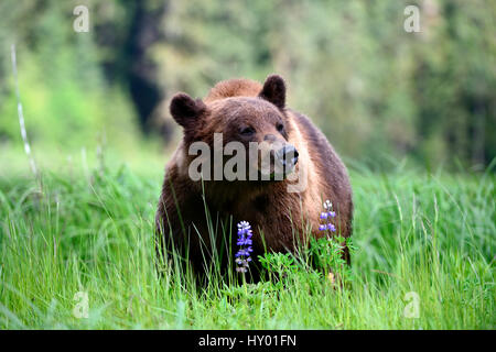 Maschio di orso grizzly (Ursus arctos horribilis) alimentazione su Nootka di lupino. Khutzeymateen Orso grizzly Santuario, British Columbia, Canada. Foto Stock