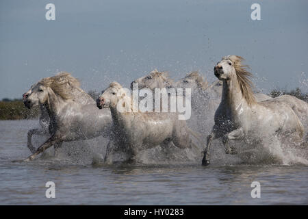 Bianco di sette cavalli Camargue in esecuzione attraverso acqua, Camargue, in Francia, in Europa. Maggio 2014. Foto Stock