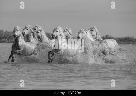 Bianco di nove cavalli Camargue in esecuzione attraverso acqua, Camargue, in Francia, in Europa. Maggio. Foto Stock