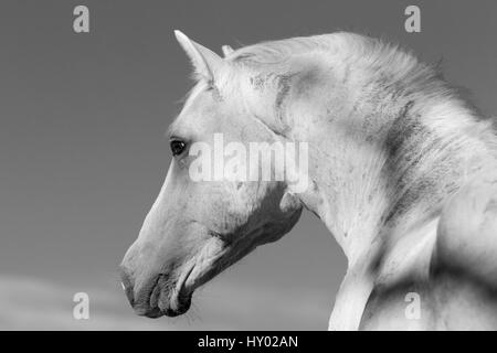 Ritratto di testa di mustang selvatici stallone di profilo, Pryor montagne, Montana, USA. Foto Stock