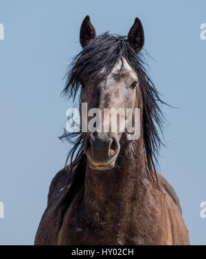 Testa Ritratto di giovane wild Mustang grigio stallone nella città di Adobe, Wyoming negli Stati Uniti. Foto Stock