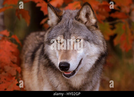 Ritratto di testa di lupo grigio,(Canis lupus), nel bosco. Minnesota, Stati Uniti d'America. Foto Stock