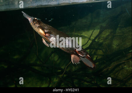 Platypus (Ornithorhynchus anatinus) nuoto sott'acqua. L'Acquario di Sydney, Australia. Foto Stock