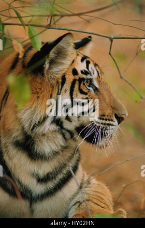 Giovane maschio tigre del Bengala, testa ritratto di profilo (Panthera tigris tigris). Bandhavgarh National Park, India. Foto Stock