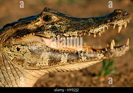Nero / Jacare caimano Caimano (niger) testa verticale con bocca aperta. Pantanal, Brasile. Foto Stock