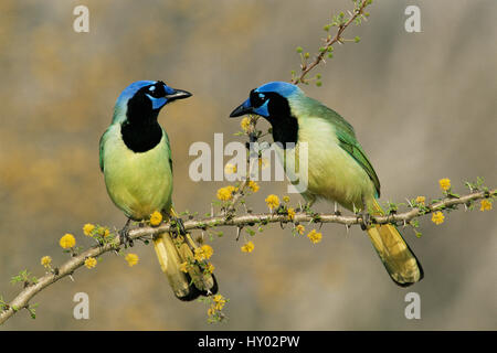 Green jay coppia (Cyanocorax yncas). Texas, Stati Uniti d'America. Foto Stock