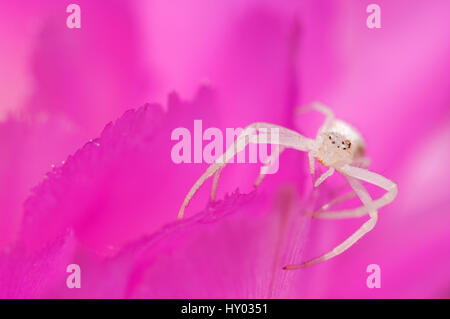 Ragno granchio Misumena (sp) adulto sul Pizzo fiore di cactus (Echinocereus reichenbachii). Texas, Stati Uniti d'America. Foto Stock