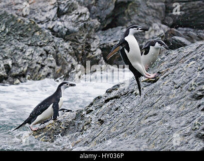 Pinguini Chinstrap (Pygoscelis Antartide) adulti saltando su rocce. Elephant Island, Penisola antartica. Foto Stock