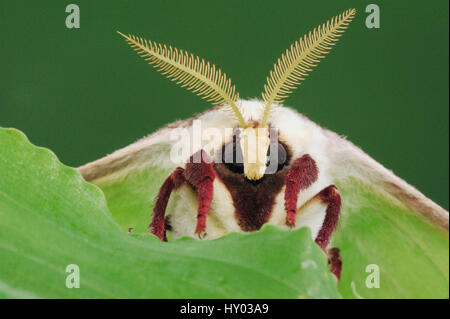 American luna / Luna Moth (Actias luna) testa verticale con le antenne. New Braunfels, Texas, Stati Uniti d'America. Marzo. Foto Stock