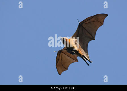 Madagascar frutto bat / flying fox (Pteropus rufus) riserva Berenty, Madagascar, Africa. Foto Stock