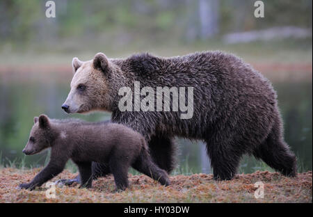 RF- Eurasian l'orso bruno (Ursus arctos) madre camminando con cub Suomussalmi, Finlandia. Luglio. Foto Stock