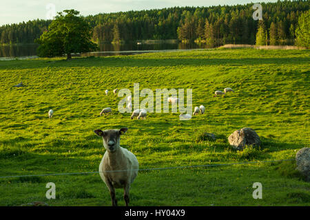 Svezia Scandinavia. La bellissima natura e paesaggio fotografico. Nelle calde sere d'estate con pecora in campo. Bella immagine colorata con prato verde e alberi. Foto Stock