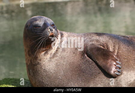 Maschio guarnizione inanellato (Pusa Hispida, Phoca hispida) bagni di sole a bordo dell'acqua Foto Stock