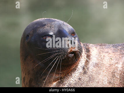 Maschio guarnizione inanellato (Pusa Hispida, Phoca hispida) bagni di sole a bordo dell'acqua Foto Stock