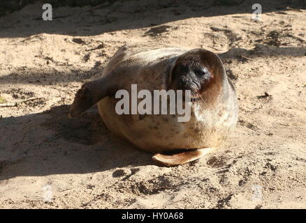 Maschio guarnizione inanellato (Pusa Hispida, Phoca hispida) bagni di sole a bordo dell'acqua Foto Stock