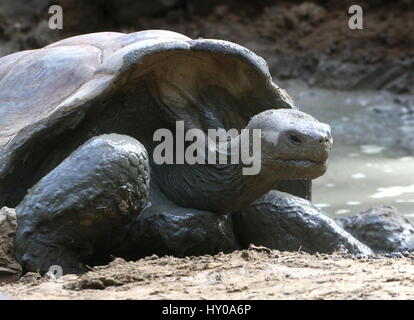 Le Galapagos La tartaruga gigante (Chelonoidis nigra) Foto Stock