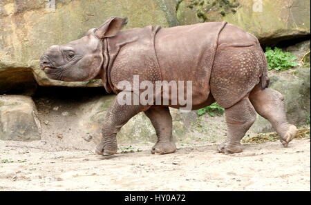 Giovani maggiore di un corno di rinoceronte indiano (Rhinoceros unicornis) passeggiate, visto di profilo. Foto Stock
