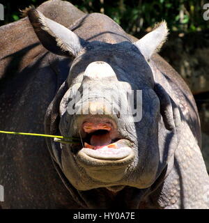 Extreme close-up della testa della coppia superiore di un corno di rinoceronte indiano (Rhinoceros unicornis). Foto Stock