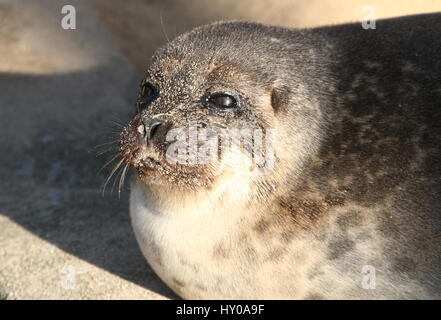 Femmina guarnizione inanellato (Pusa Hispida, Phoca hispida) bagni di sole a bordo dell'acqua Foto Stock