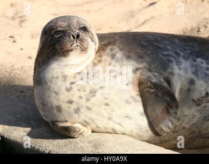 Femmina guarnizione inanellato (Pusa Hispida, Phoca hispida) bagni di sole a bordo dell'acqua Foto Stock