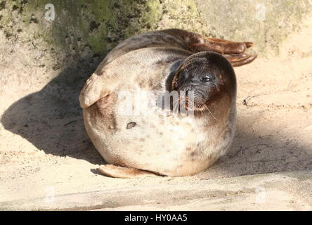 Maschio guarnizione inanellato (Pusa Hispida, Phoca hispida) bagni di sole a bordo dell'acqua Foto Stock