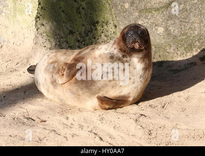 Maschio guarnizione inanellato (Pusa Hispida, Phoca hispida) bagni di sole a bordo dell'acqua Foto Stock