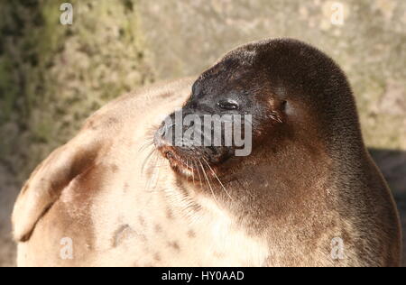 Maschio guarnizione inanellato (Pusa Hispida, Phoca hispida) bagni di sole a bordo dell'acqua Foto Stock