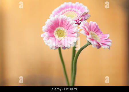 Pink gerbera su uno sfondo semplice Foto Stock