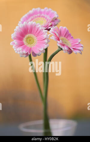 Pink gerbera su uno sfondo semplice Foto Stock