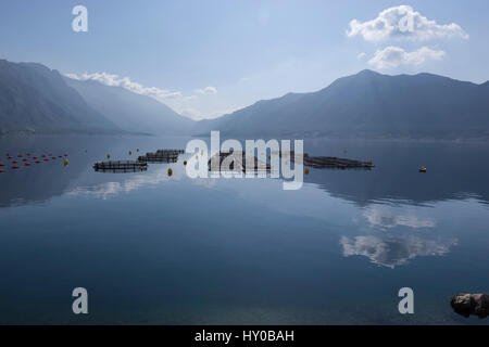 Fattoria di Pesce nella Baia di Kotor con la chiesa di San Nicola in Perast. Montenegro. Foto Stock