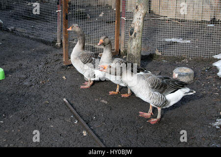 Tre Grey Goose . Rustico cantiere di pollame Foto Stock