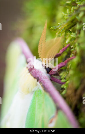Luna Moth su muschio verde Foto Stock