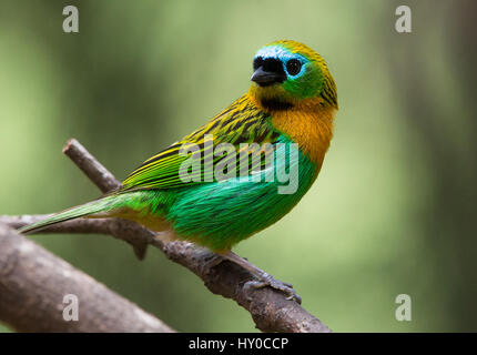 Foto pubblicata nel manuale di biologia degli uccelli Foto Stock