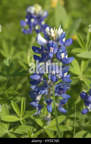 Unico bluebonnet Foto Stock