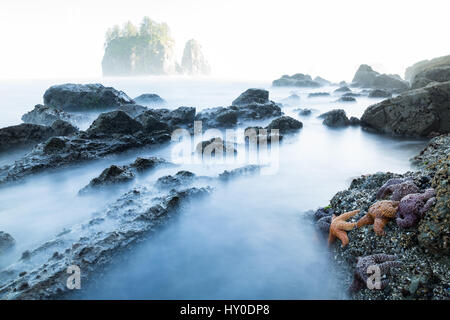 Diversi viola e arancione stelle di mare o stelle marine, si aggrappano alle rocce nell'ombra di un grande mare stack a seconda spiaggia, Washington. 25 secondi di fiere Foto Stock