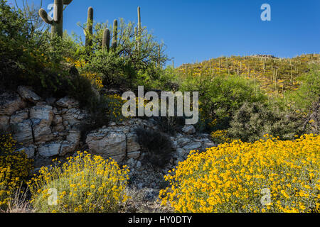 Deserto Sonoran pendii esplodere con colorati fiori selvatici. Foto Stock