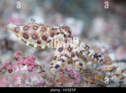 Blu-inanellati polpo (Hapalochlaena sp.) appoggiato sulla sabbia nel Lembeh strait / Sulawesi / Indonesia Foto Stock