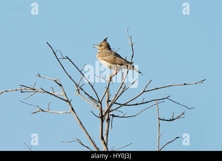 Crested Lark Galerida cristata Paphos Cipro Foto Stock