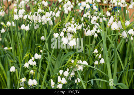 White Leucojum aestivum Gravetye noto anche come Estate Snowflake o Loddon Lily Foto Stock