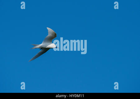 Seychelles, aride. Aride è la più settentrionale delle isole granitiche delle Seychelles. Fairy Tern aka tern bianco (WILD: Gygis alba) Foto Stock