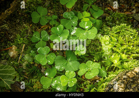 Pianta di trifoglio (Lat - Trifolium) Foto Stock